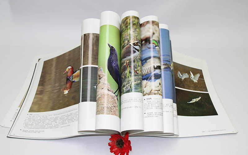 畫冊印刷,畫冊設計,宣傳畫冊印刷
